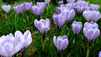 Purple and white crocuses growing from green grass.