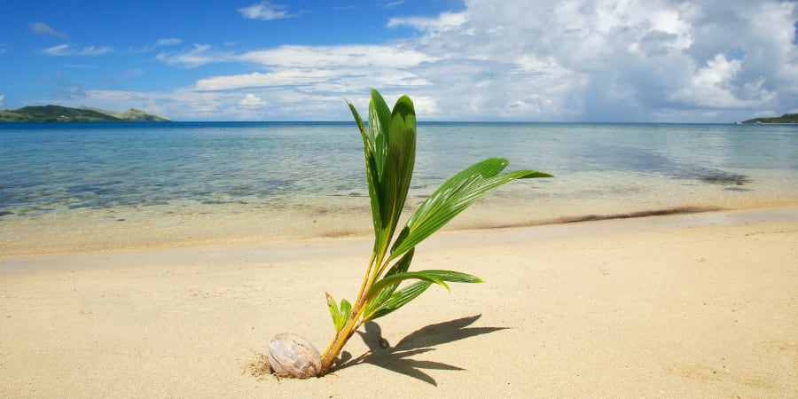 Coconut sapling on tropical beach