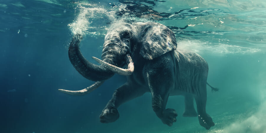 Elephant swimming underwater (photograph).